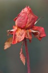 il canto della Rosa