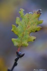 Foglia di quercia Foglia di quercia