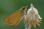 Canon EOS 40D - Canon EF 100mm f/2.8 Macro USM - f/11 - 0,4 sec. - ISO 100 - pannellino riflettente artigianale - no crop - sollevamento specchio - cavo di scatto - treppiede 

[b][url=http://i246.photobucket.com/albums/gg102/megapixel_2008/Macro/IMG_5414-3_filtered.jpg]Foto ad alta risoluzione (1200 pixels)[/url][/b]