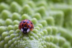 Coccinella Coccinella