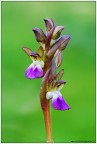 Anacamptis collina Anacamptis collina