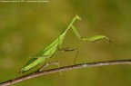 Mantide religiosa Mantide religiosa