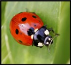 Coccinella