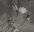 Il petalo spezzato Il petalo spezzato