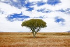 Albero solitario.. Albero solitario..