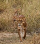 In fila indiana... In fila indiana...