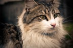 Gatto randagio... Gatto randagio...