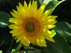 Portami il girasole ch'io lo trapianti
nel mio terreno bruciato dal salino,
e mostri tutto il giorno agli azzurri specchianti
del cielo l'ansiet del suo volto giallino. 

Tendono alla chiarit le cose oscure,
si esauriscono i corpi in un fluire
di tinte: queste in musiche.
Svanire  dunque la ventura delle venture.