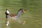 Gallinella d'acqua