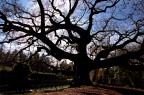 Quercia Quercia