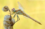 Libellula - Sympetrum fonscolombii Libellula - Sympetrum fonscolombii
