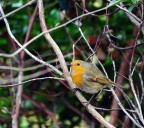 Pettirosso #2: Profilo Pettirosso #2: Profilo