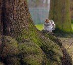 Squirrel #2: Va bene se resto qui? Squirrel #2: Va bene se resto qui?
