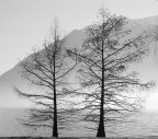 alberi alberi