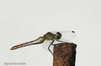 libellula libellula