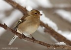 Fringuello femmina (Fringilla coelebs) Fringuello femmina (Fringilla coelebs)