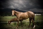 Horses