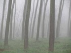 Nebbia imprigionata Nebbia imprigionata
