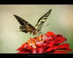 butterfly