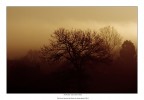 Foschie del mattino