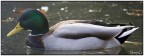 a simple duck.... a simple duck....