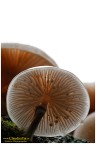 Oudemansiella mucida Oudemansiella mucida
