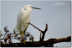 Garzetta(Egretta garzetta) Garzetta(Egretta garzetta)
