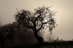 controluce con nebbia controluce con nebbia