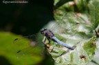 Libellula blu Libellula blu