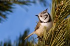 Cincia dal ciuffo - Parus cristatus Cincia dal ciuffo - Parus cristatus