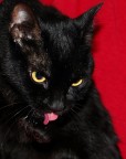 Cat irrequieto Cat irrequieto