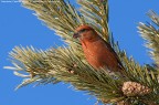 Crociere (Loxia curvirostra)