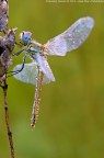 Dati di scatto: Nikon D90 - Micro-Nikkor 55mm - f/8 - 1/100s - ISO 400 - Mano libera

Versione HR: http://www.blogr.it/photoblog//albums/userpics/10001/Libellula---Sympetrum-fonscolombii_1542.jpg