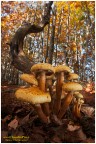 Pholiota sp (Fungo Pholiota sp (Fungo