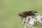 Mosca