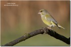Verdone-Chloris chloris Verdone-Chloris chloris