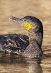 Phalacrocorax carbo (Cormorano)