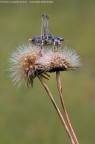 Dati di scatto: Nikon D90 - Micro-Nikkor 55mm - f/8 - 1/30s - ISO 100 - Cavalletto

Versione HR: http://www.blogr.it/photoblog//albums/userpics/10001/Bradyporidae---Uromenus-sp%7E0.jpg