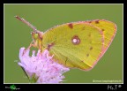 ...Colias crocea II... ...Colias crocea II...
