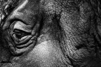 Rhino Rhino