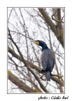cormorano