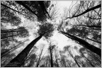 Dark forest Dark forest