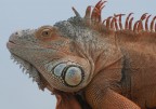 iguana iguana