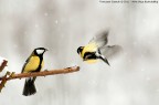 Cinciallegra - Parus major in volo Cinciallegra - Parus major in volo