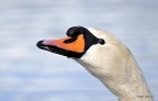 cigno