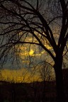albero al tramonto albero al tramonto