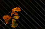 Foglie di quercia su ferro Foglie di quercia su ferro