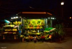 Fiori di notte
