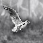 ::: VIRATA ::: ::: VIRATA :::