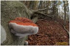 Ganoderma australe Ganoderma australe